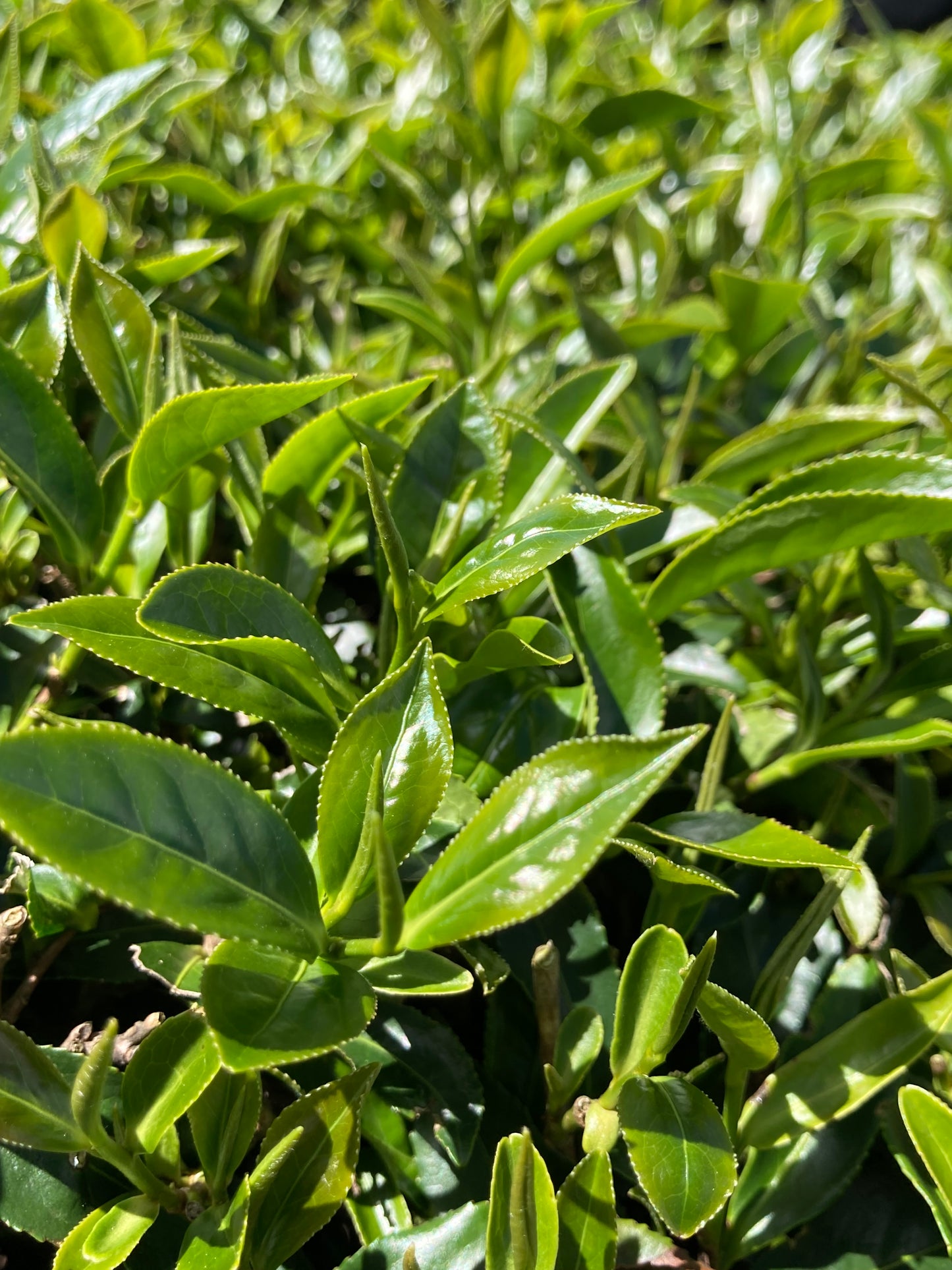 Lishan Formosa & Lishan Jade Sachets - 🇹🇼