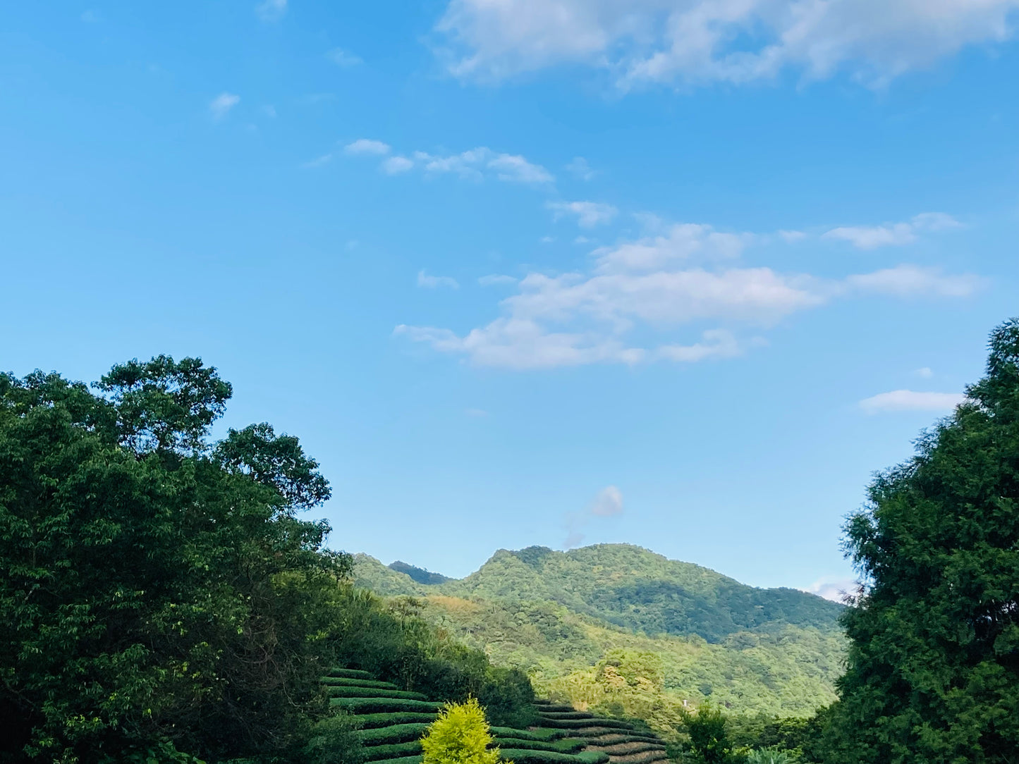 White Peony (Bai Mu Dan) - Taiwan Tea Sourcing Trip 🇹🇼