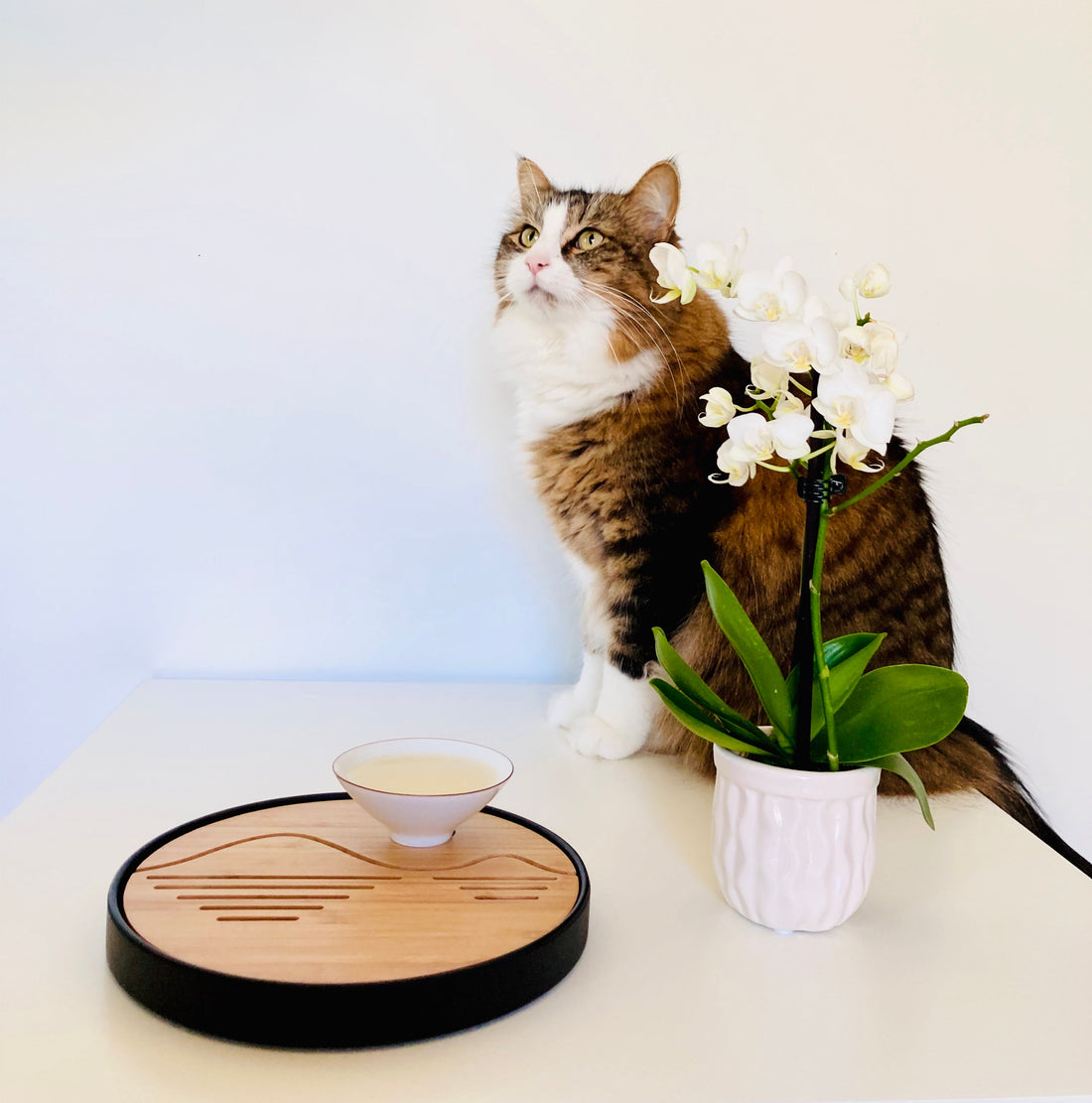Geneva's Adoption Story and New Memories