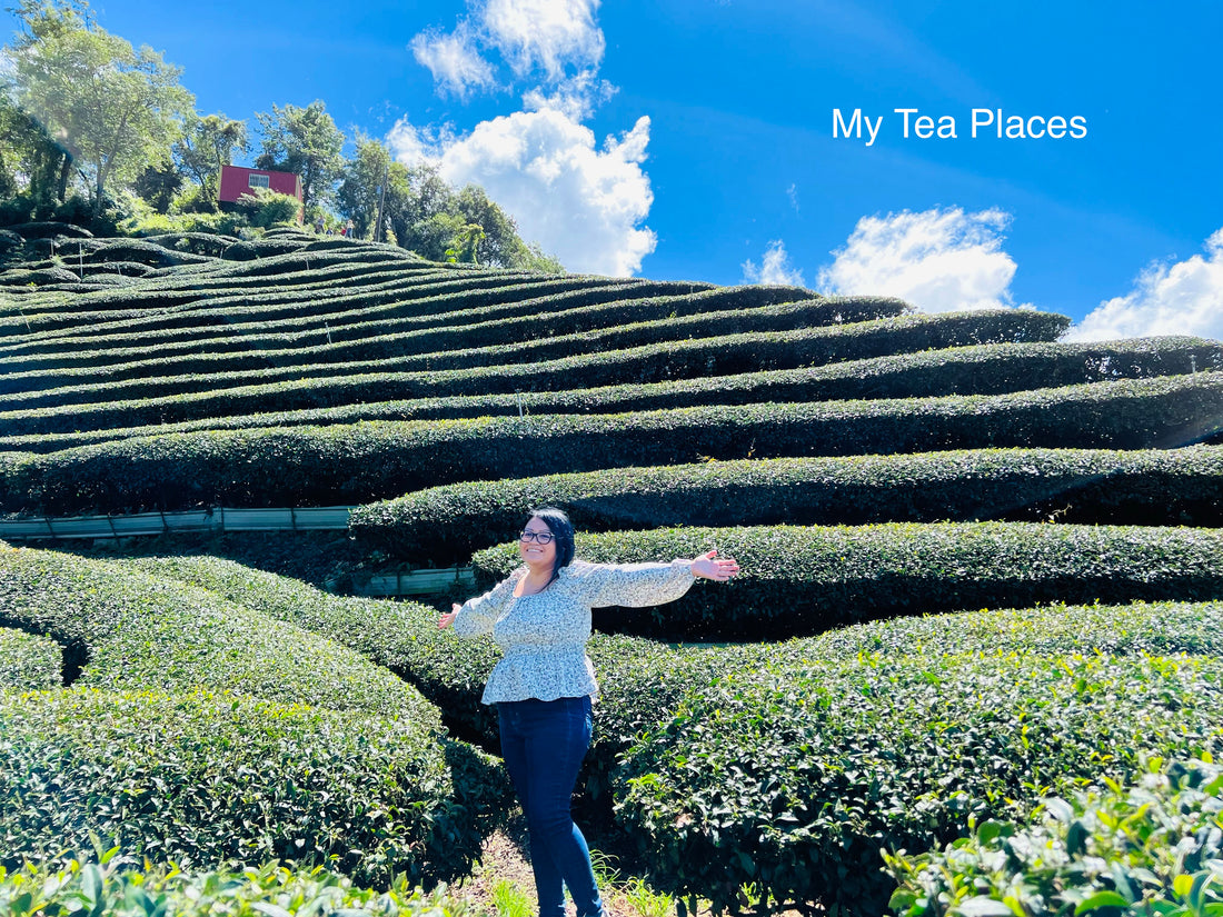 Taiwan Trip - Hwa Gung Tea in Lishan, Nantou County