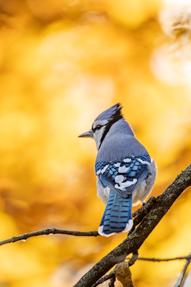The Blue Jay In Our Story
