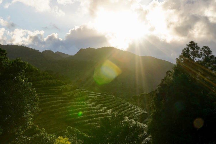 5 Year Anniversary Teas