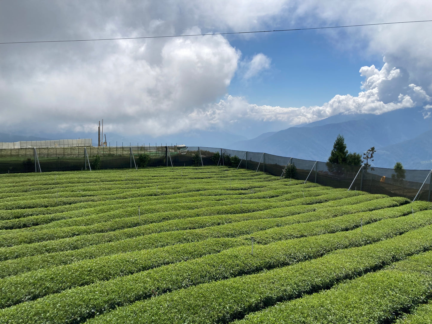 Lishan Amber Oolong Vintage 2011 {Viaje a Taiwán 🇹🇼 Parte II}