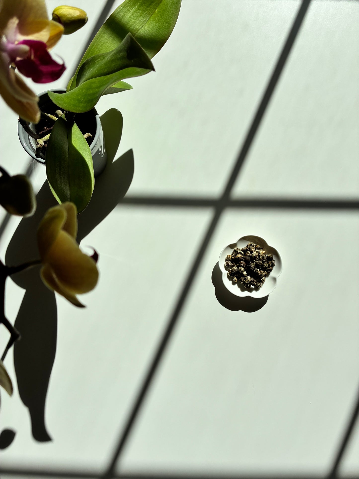 Jasmine Dragon Pearls - Green Tea