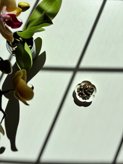 Jasmine Dragon Pearls - Green Tea