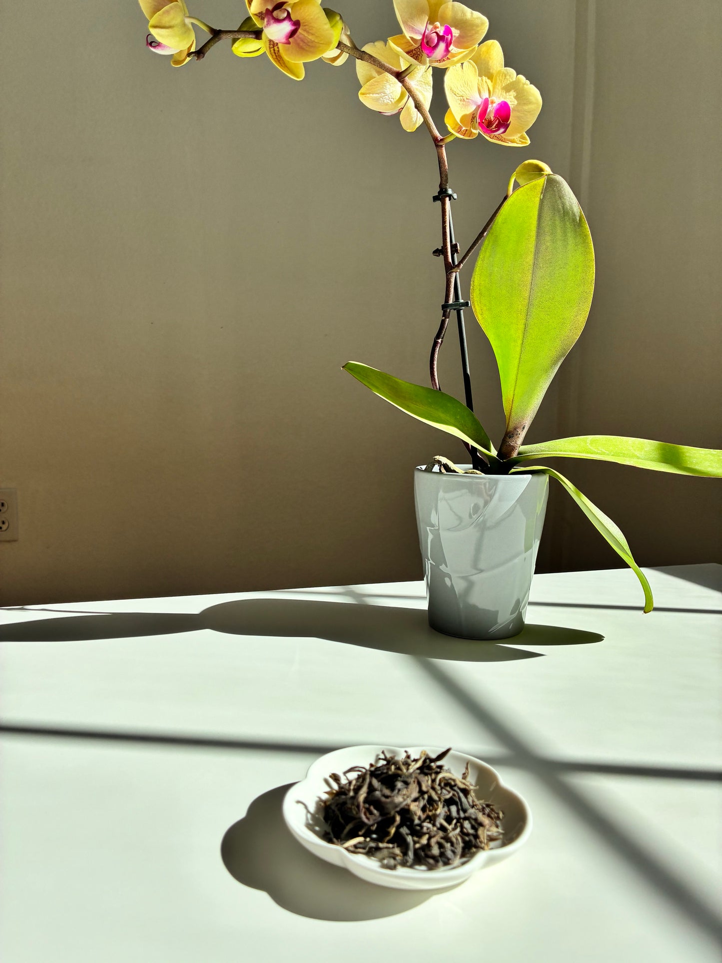 Jing Mai Gold Horse Deer (Sheng Puer)