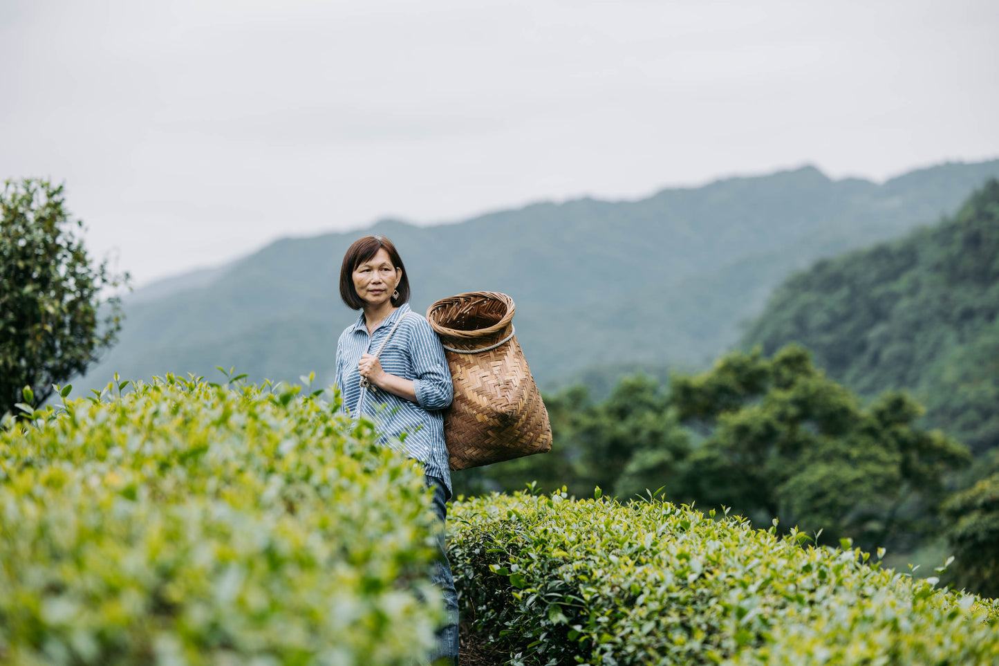 White Peony Peonía blanca (Bai Mu Dan) - Té blanco (Del viaje a Taiwán 🇹🇼) {NUEVO}