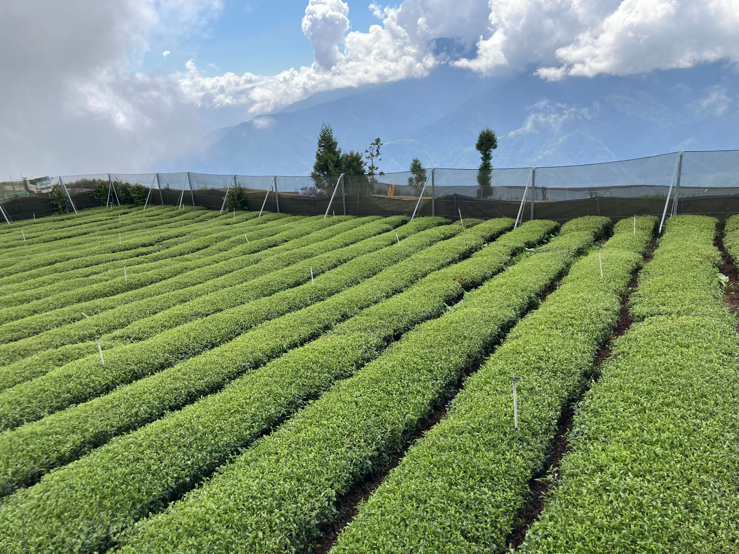 Lishan Amber Oolong Vintage 2011 {Viaje a Taiwán 🇹🇼 Parte II}